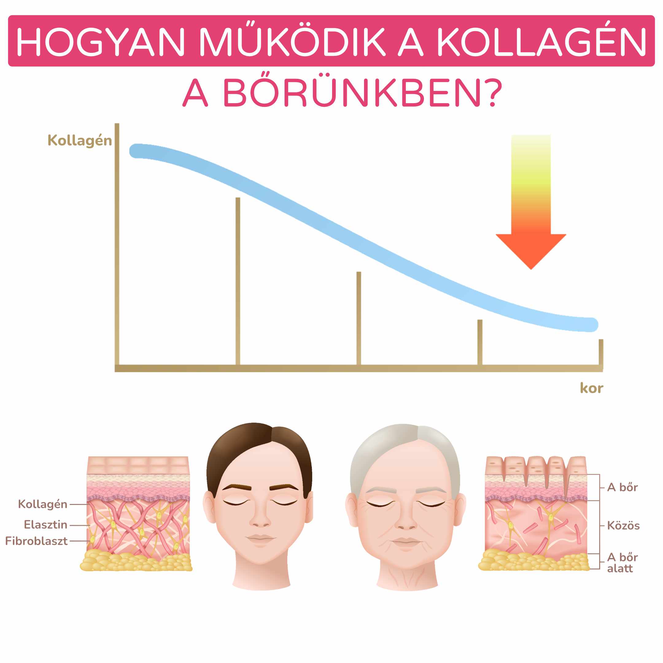 jak funguje kolagen v nasi pokozce_hu